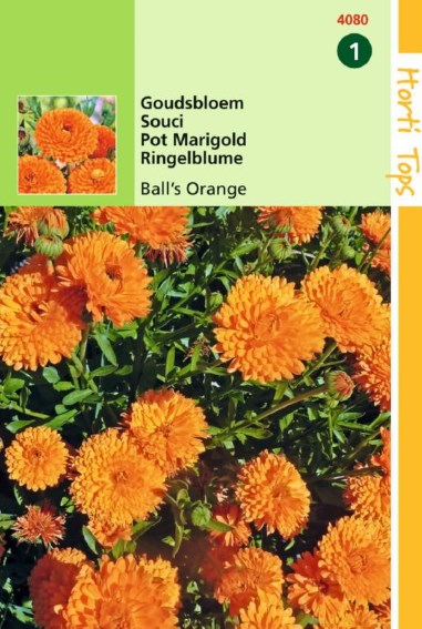 Goudsbloem Orange Ball (Calendula) 300 zaden HT